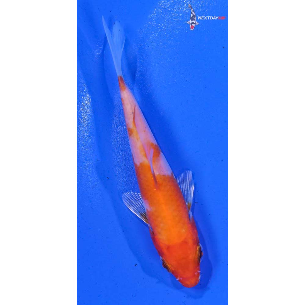 3.5” Imported Hariwake