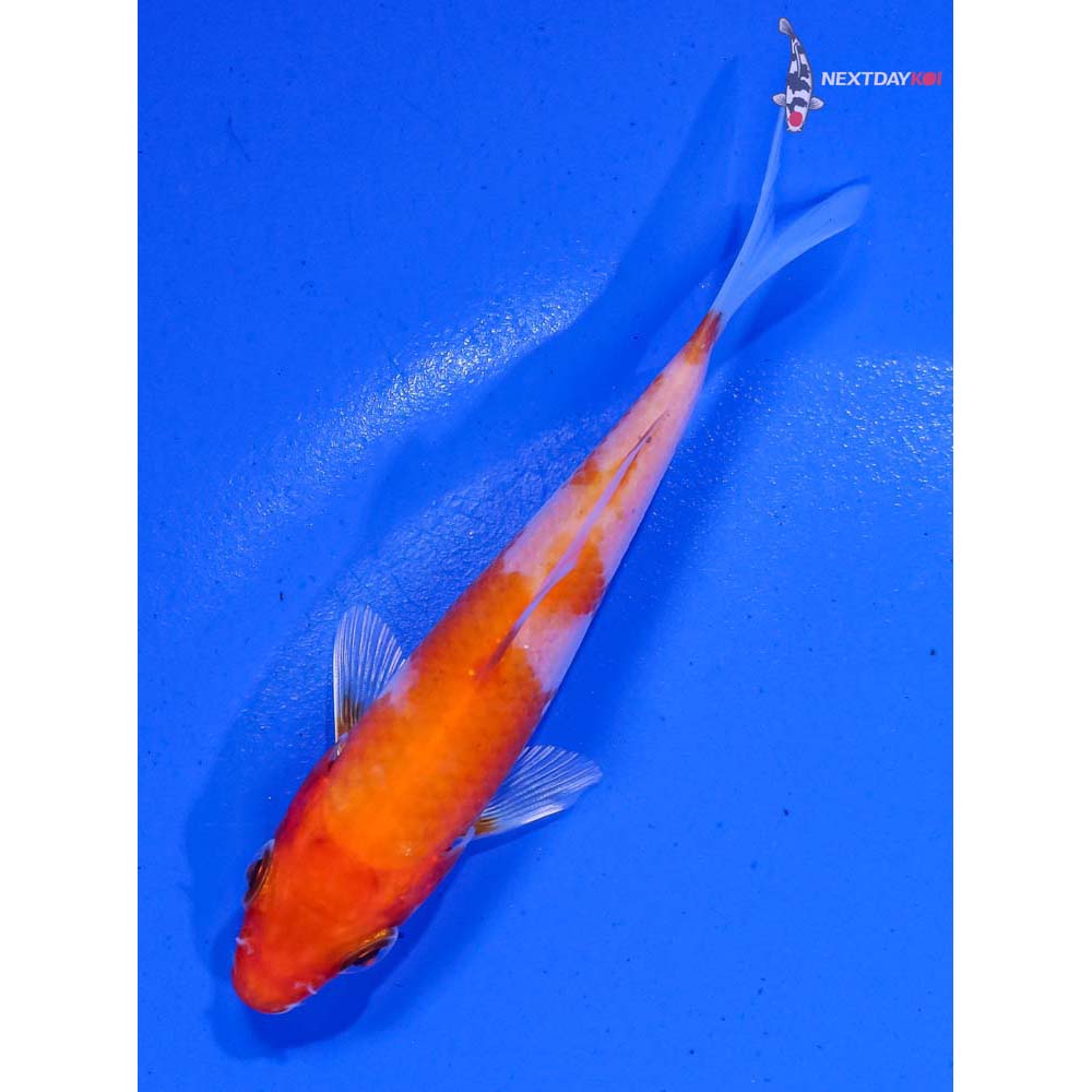 3.5” Imported Hariwake