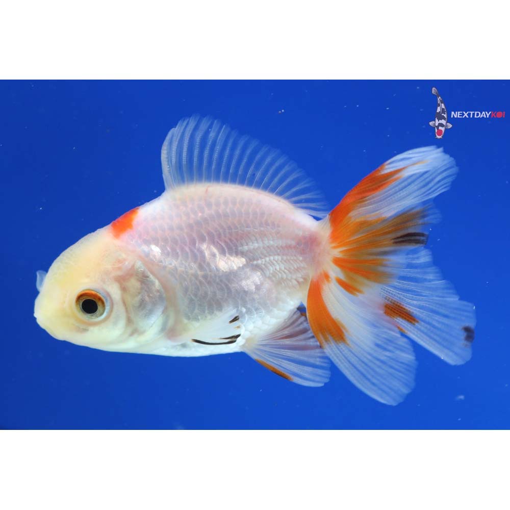 3” Imported Calico Oranda