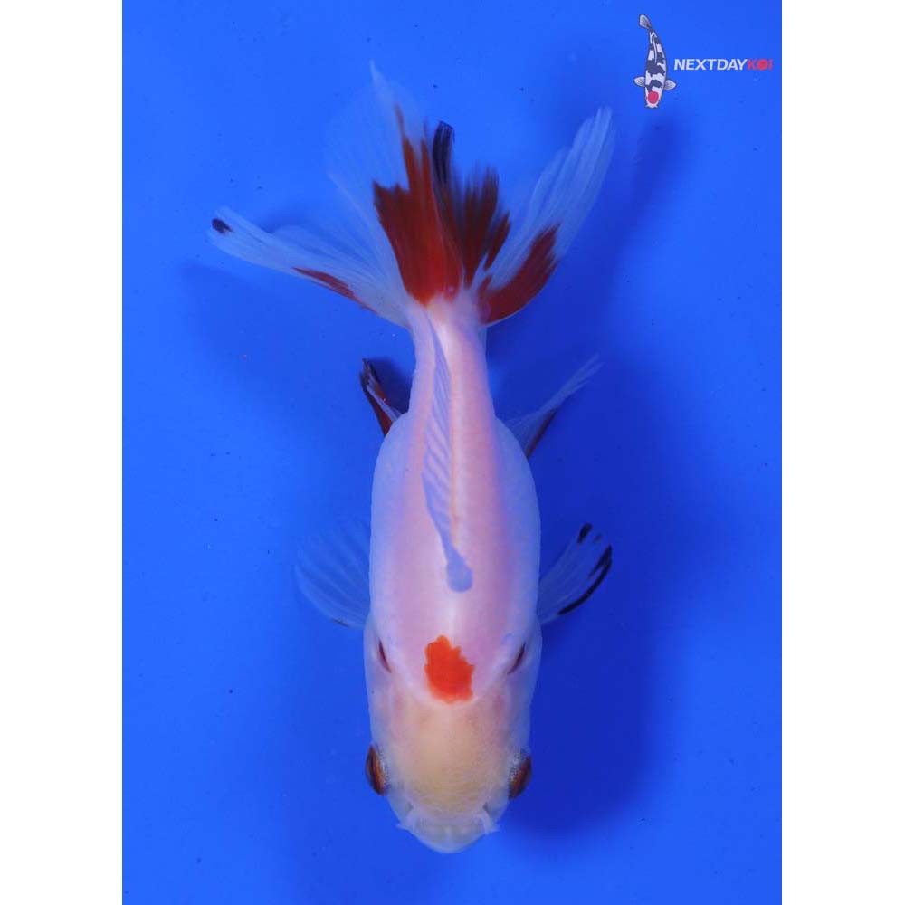 3” Imported Calico Oranda