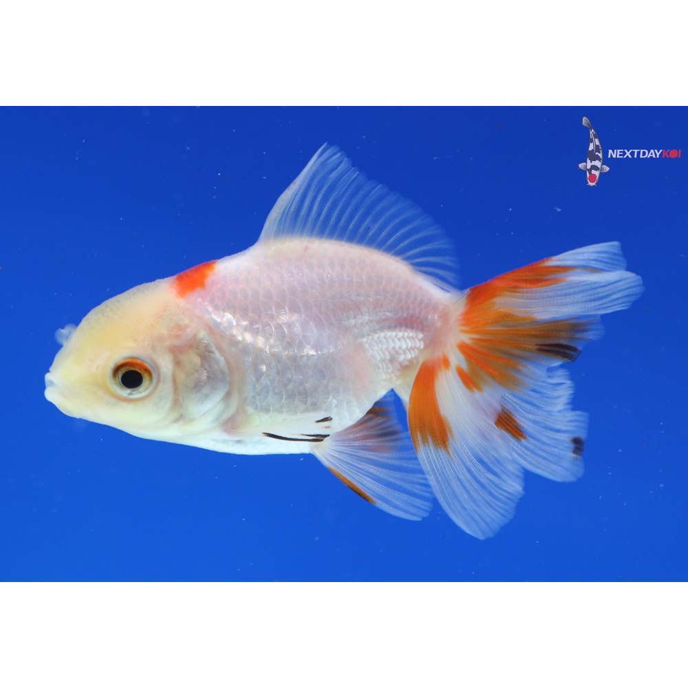 3” Imported Calico Oranda