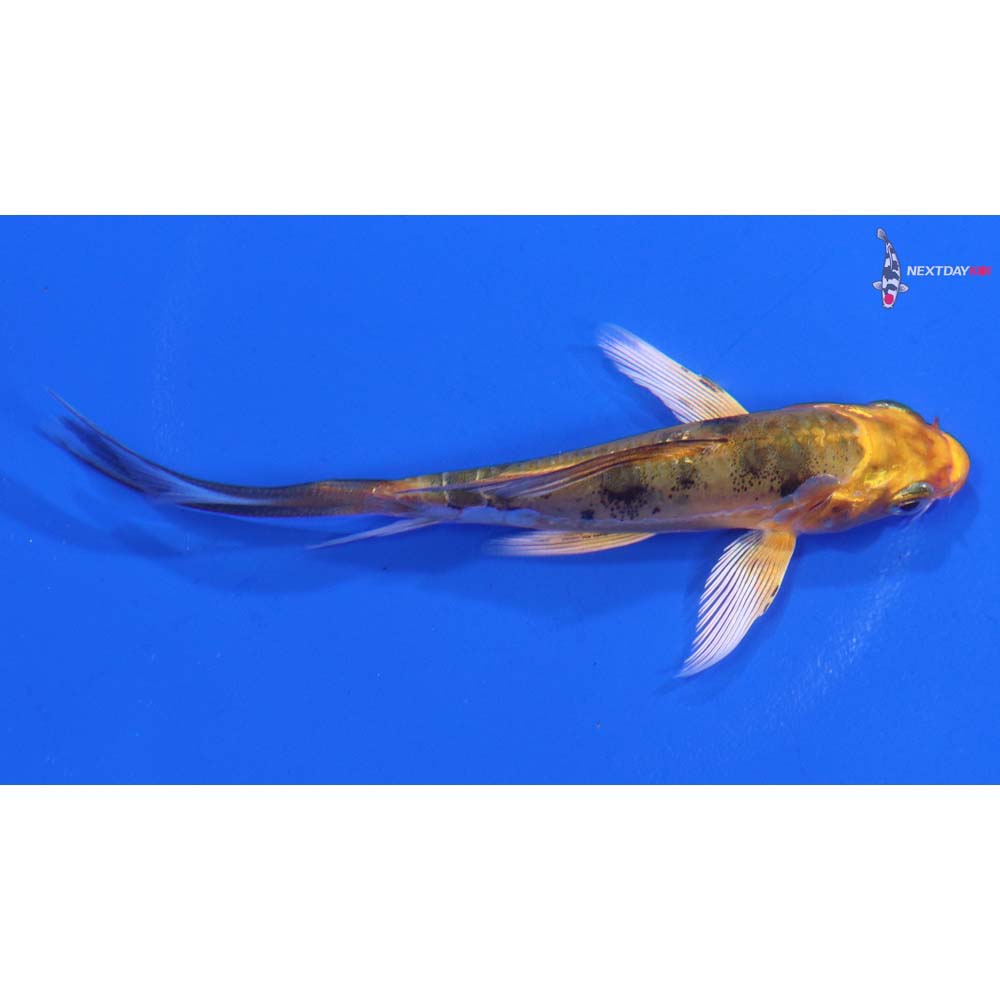 4” Imported Kin Ki Bekko Butterfly Koi