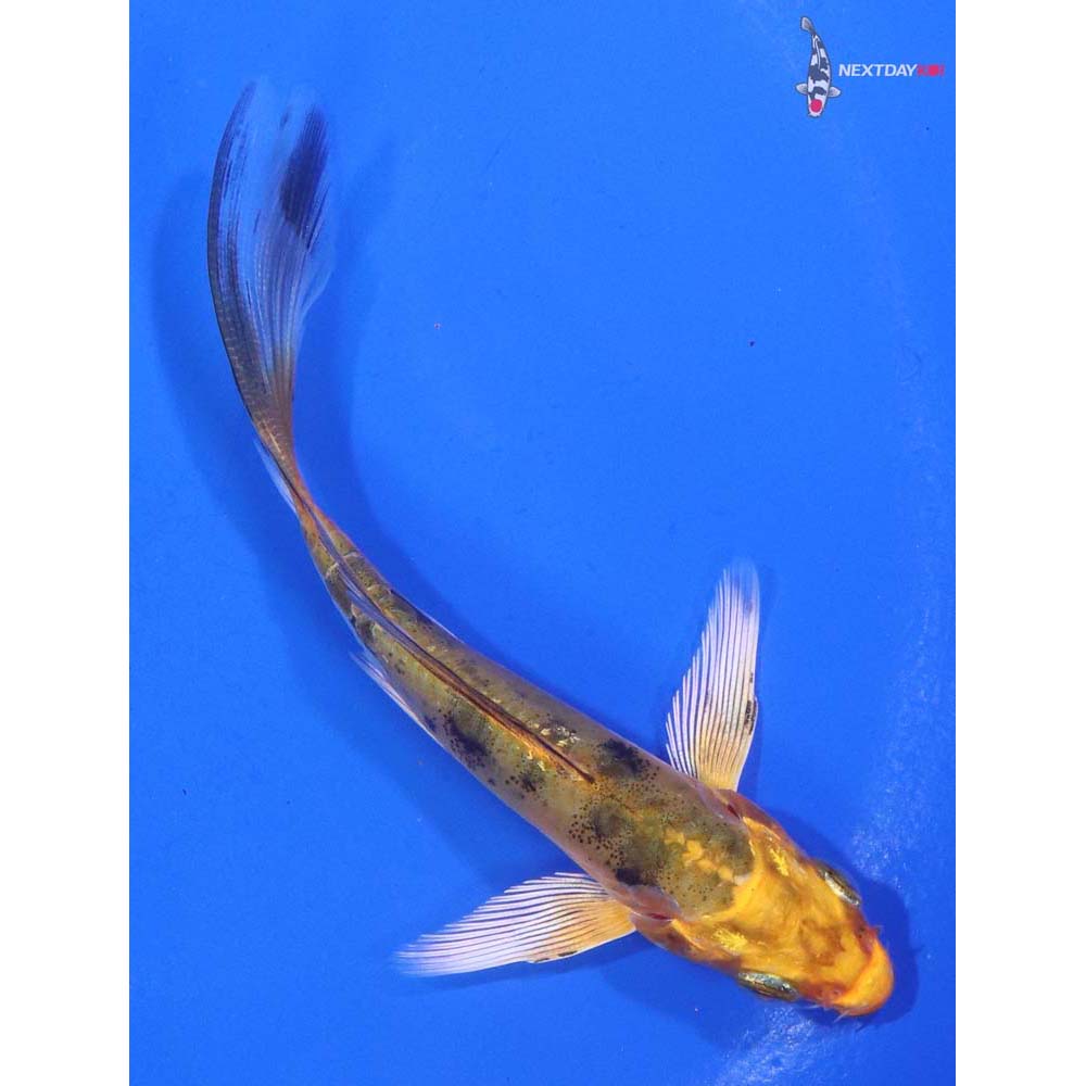 4” Imported Kin Ki Bekko Butterfly Koi