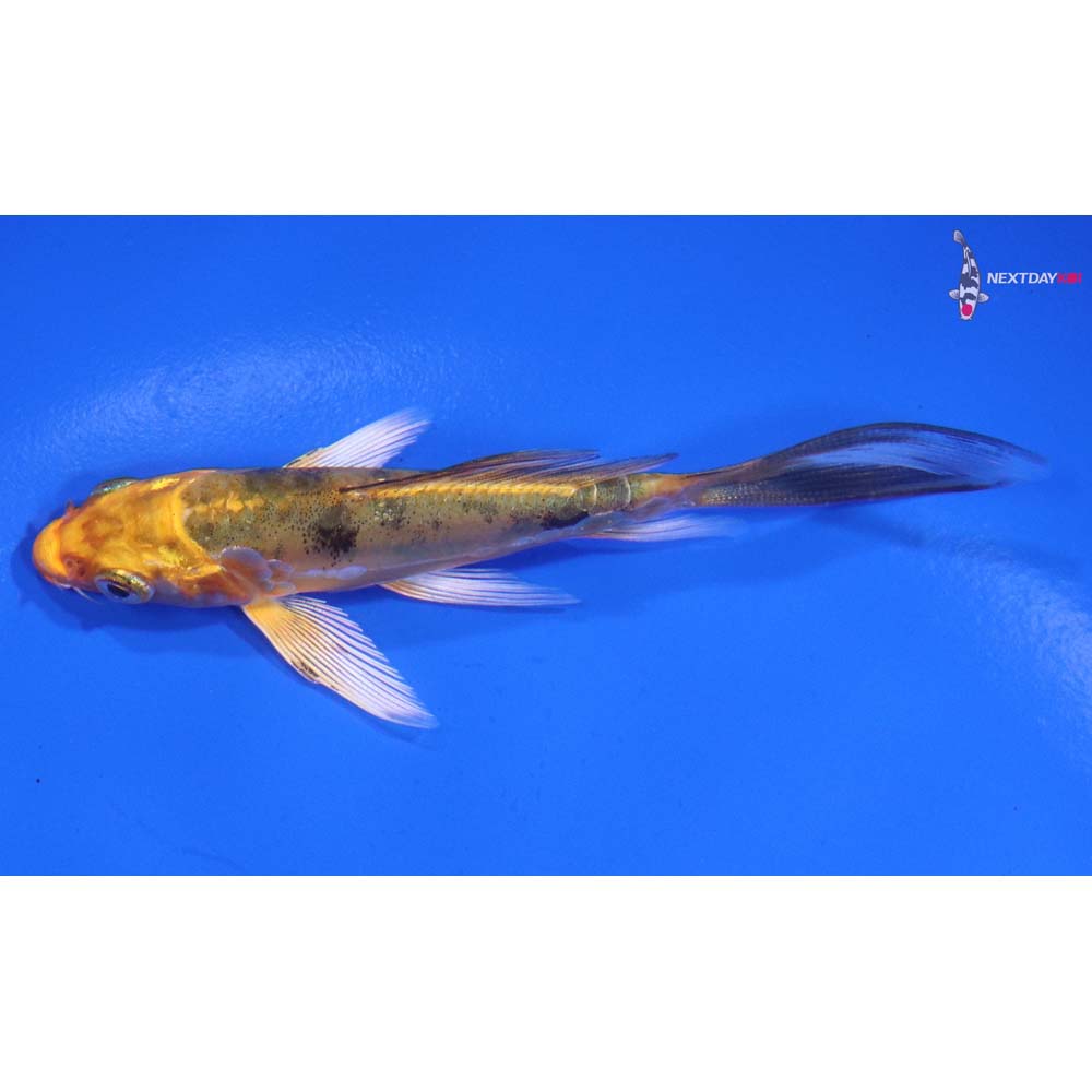 4” Imported Kin Ki Bekko Butterfly Koi