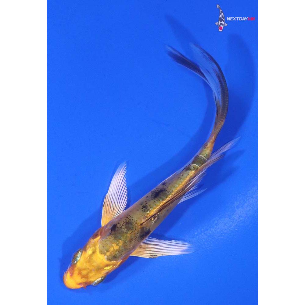 4” Imported Kin Ki Bekko Butterfly Koi