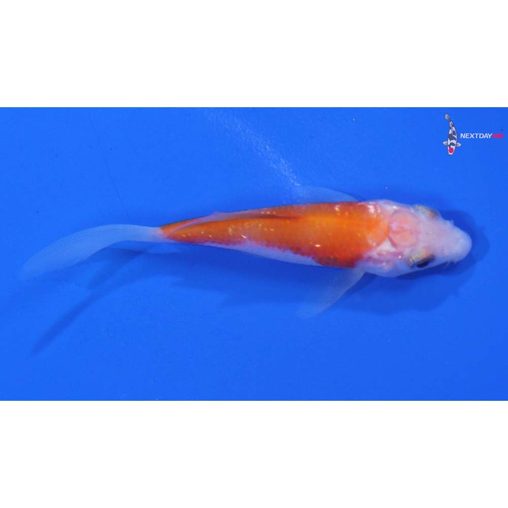 3” Imported Gin Rin Kohaku Butterfly Koi
