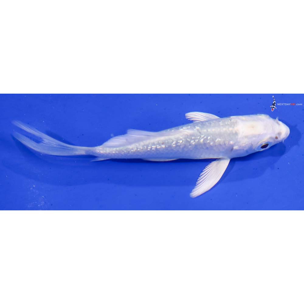 3” Imported Gin Rin Platinum Ogon Butterfly Koi