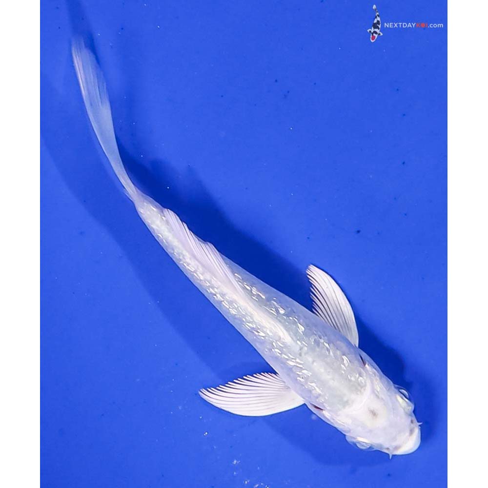 3” Imported Gin Rin Platinum Ogon Butterfly Koi
