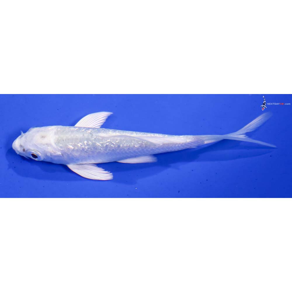 3” Imported Gin Rin Platinum Ogon Butterfly Koi
