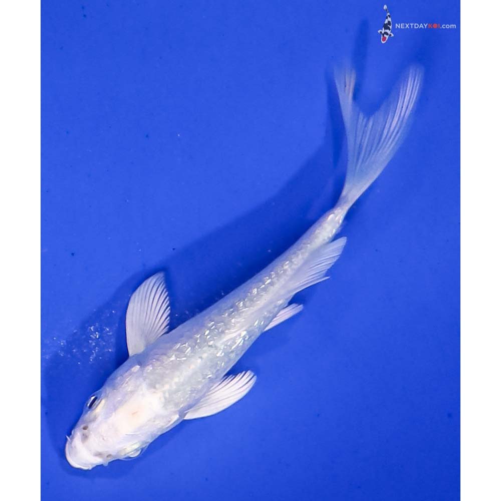 3” Imported Gin Rin Platinum Ogon Butterfly Koi