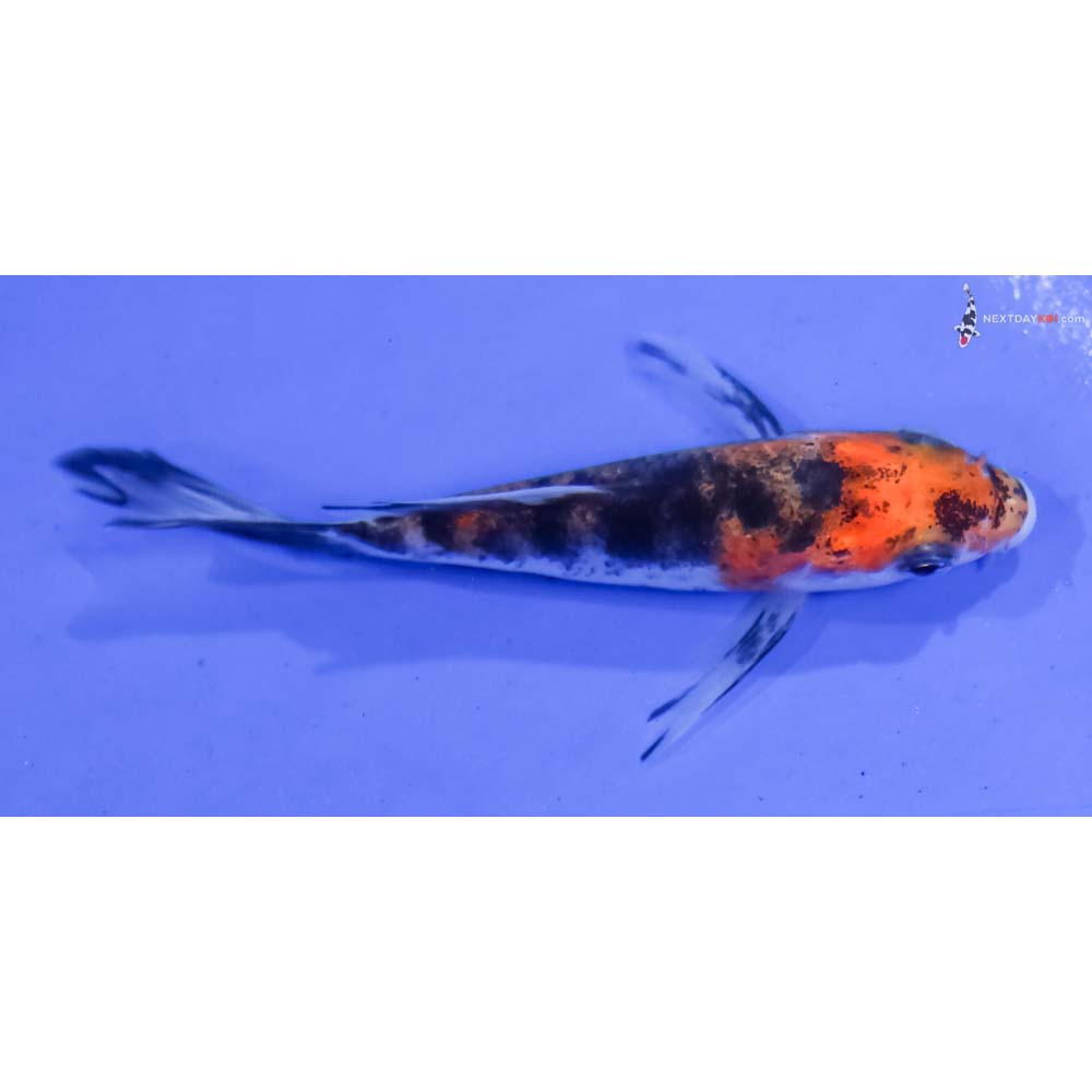 3.5” Imported Sanke Butterfly Koi