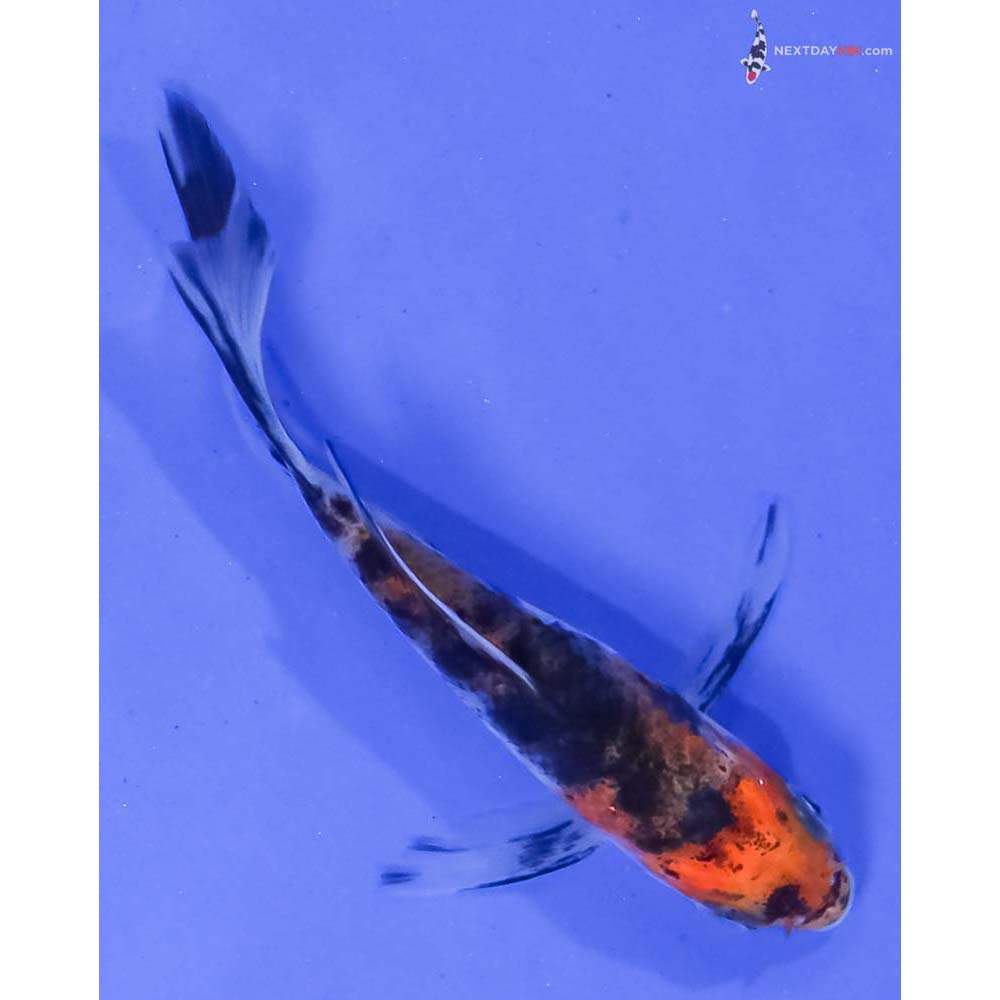 3.5” Imported Sanke Butterfly Koi