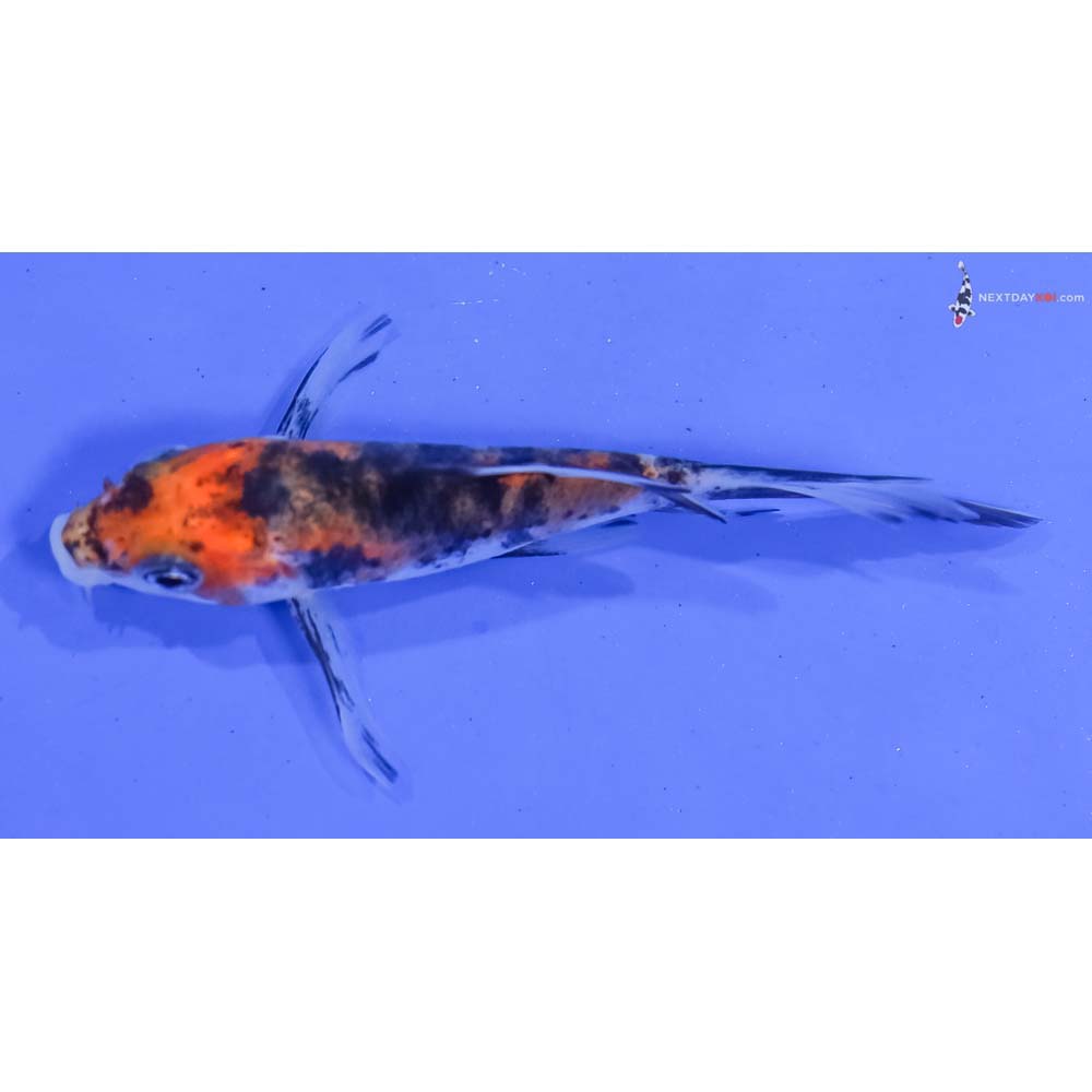 3.5” Imported Sanke Butterfly Koi