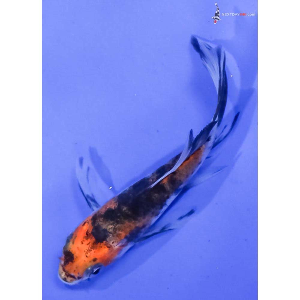 3.5” Imported Sanke Butterfly Koi