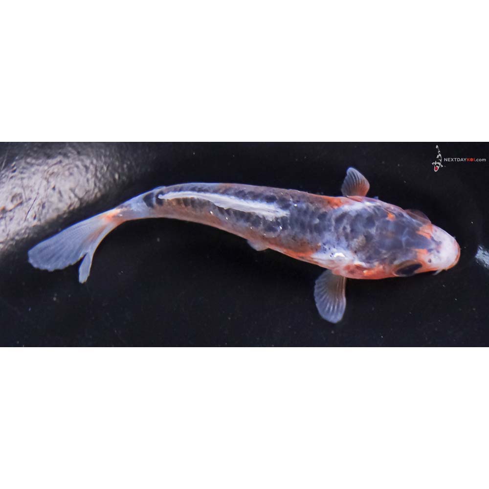 3” Imported Shusui