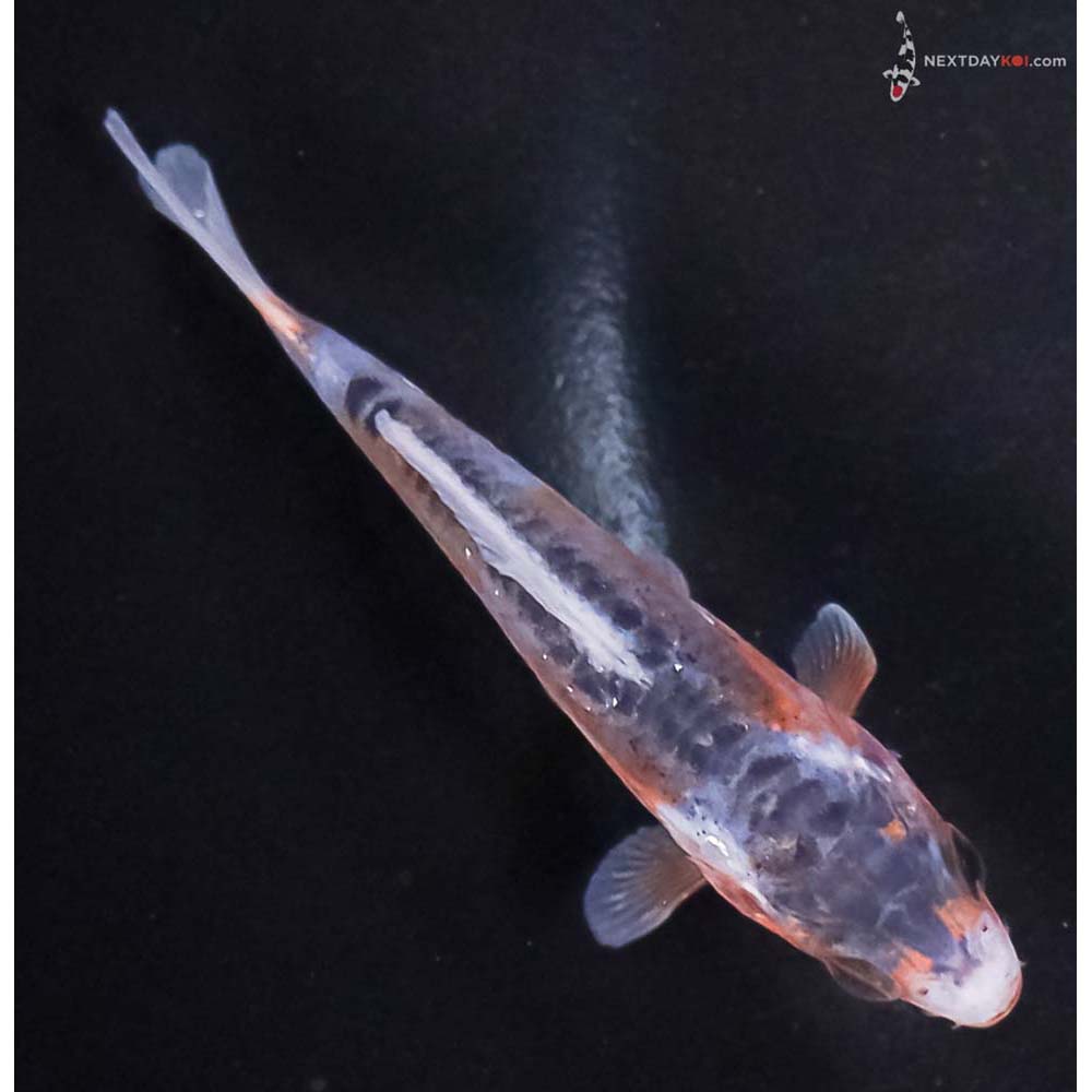 3” Imported Shusui