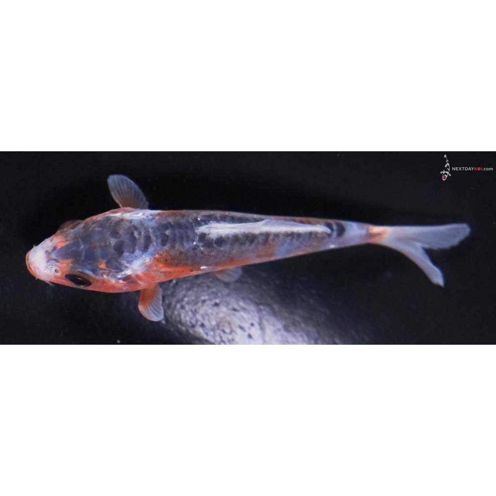 3” Imported Shusui