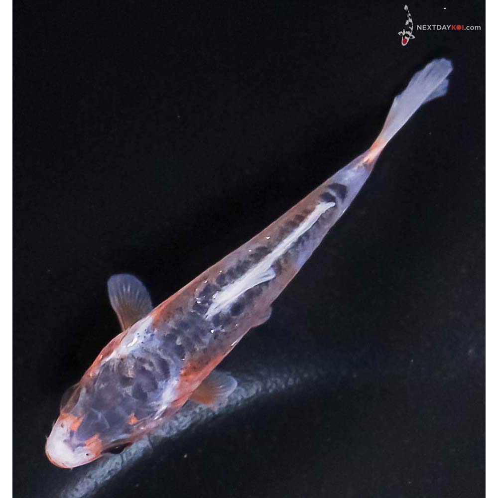 3” Imported Shusui