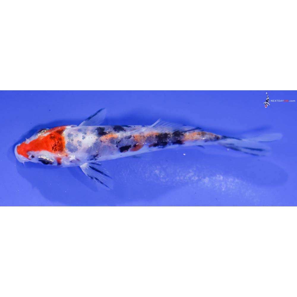 3.5” Imported Doitsu Sanke