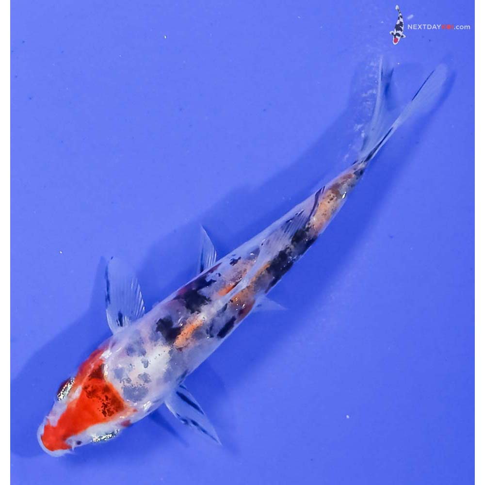 3.5” Imported Doitsu Sanke