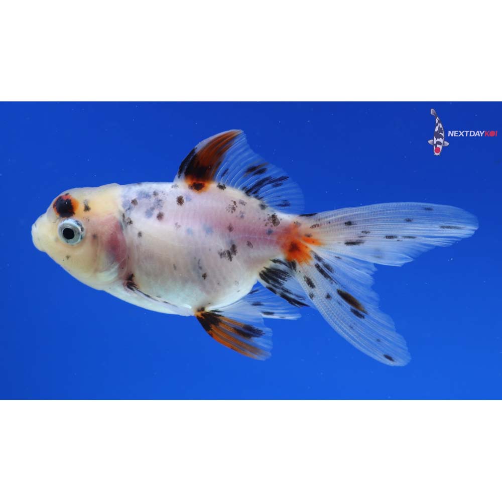 3” Imported Calico Oranda