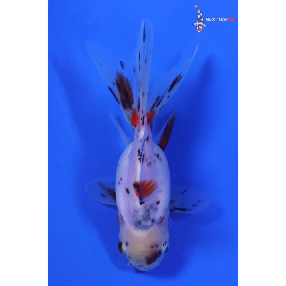 3” Imported Calico Oranda