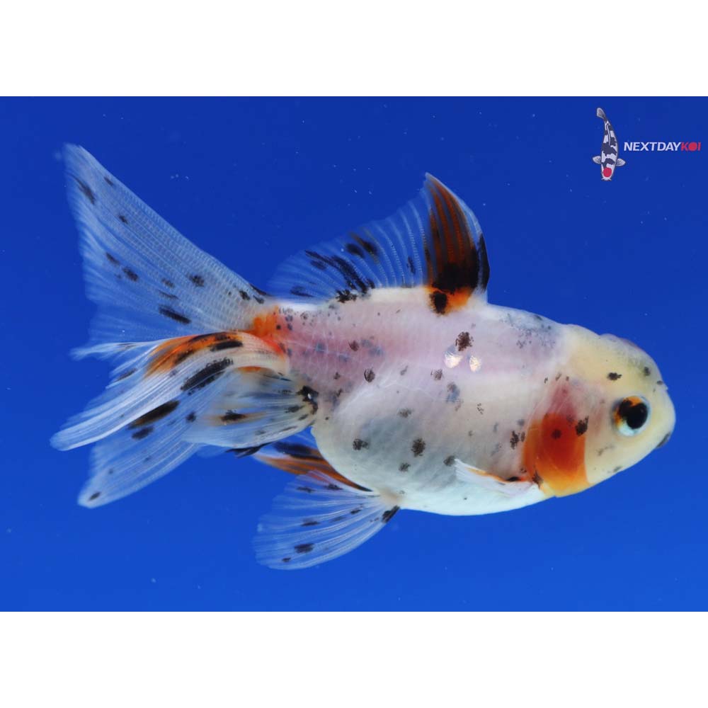 3” Imported Calico Oranda