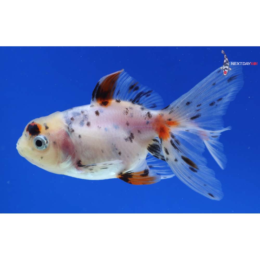 3” Imported Calico Oranda