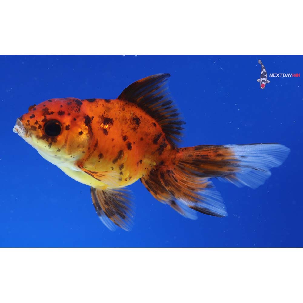3.5” Imported Calico Oranda