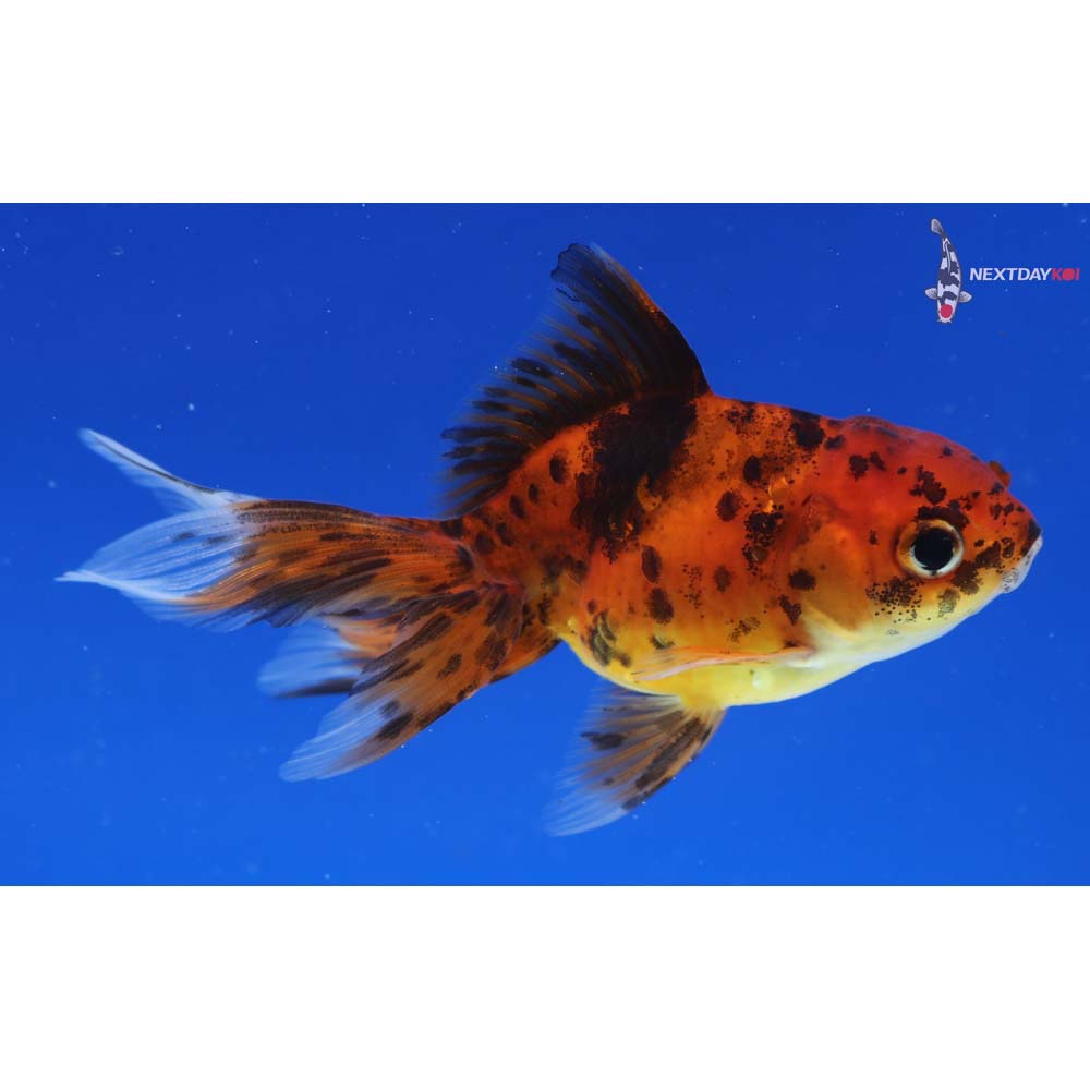 3.5” Imported Calico Oranda