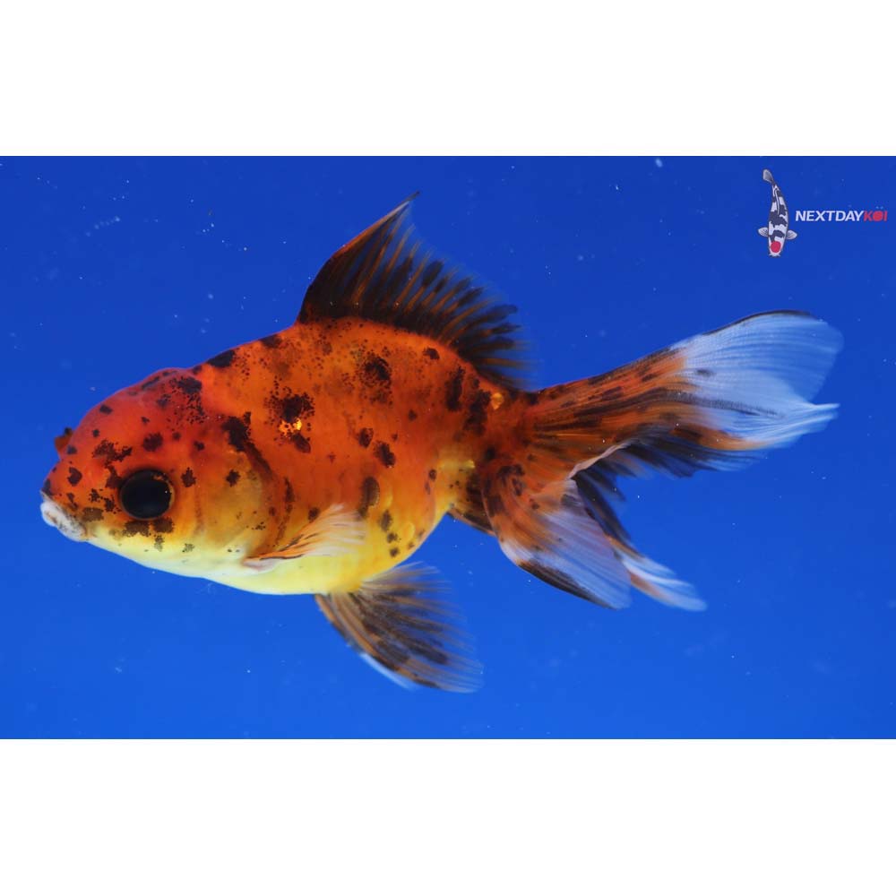 3.5” Imported Calico Oranda