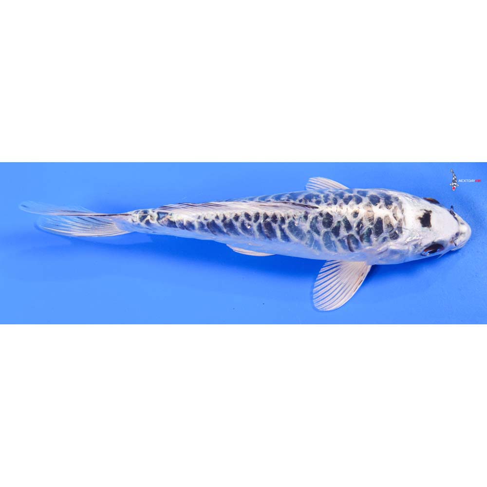 9” Imported Armor Scaled Gin Matsuba