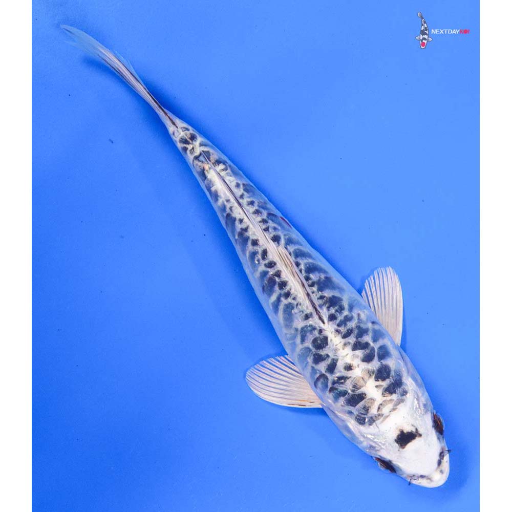 9” Imported Armor Scaled Gin Matsuba