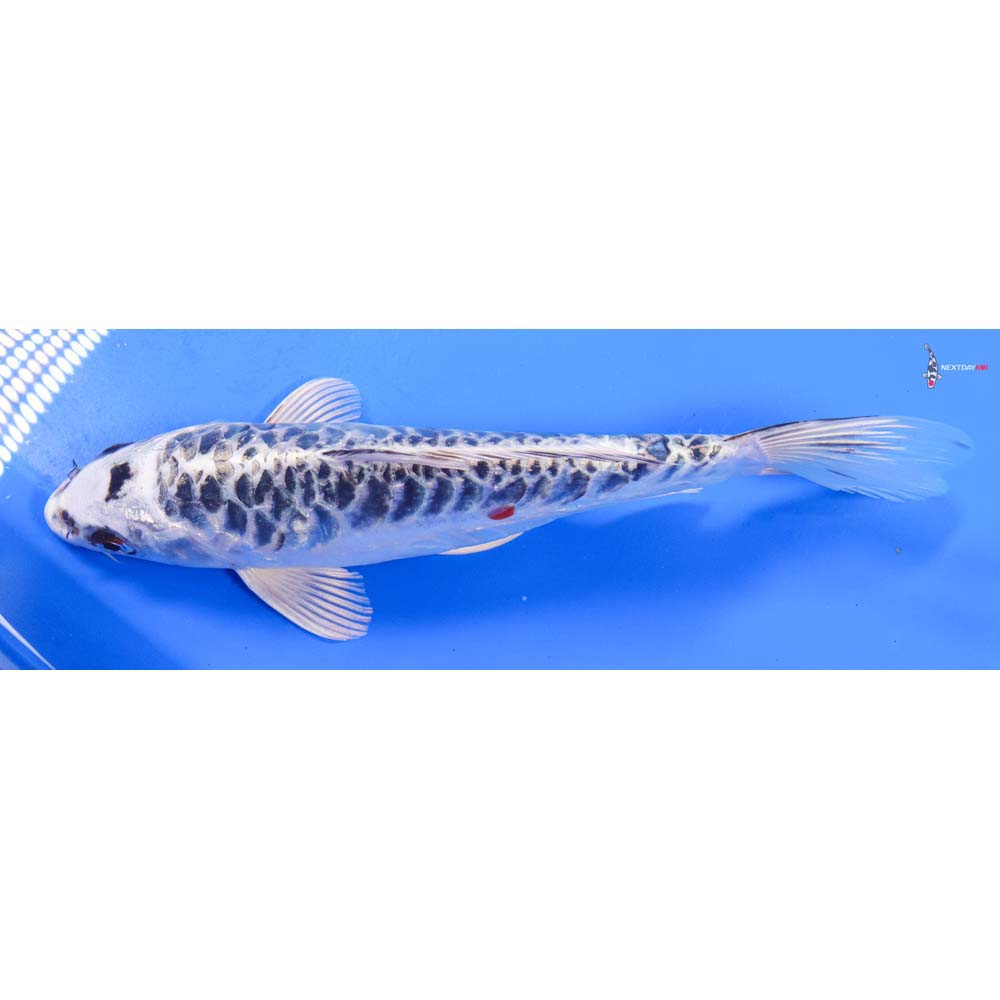 9” Imported Armor Scaled Gin Matsuba