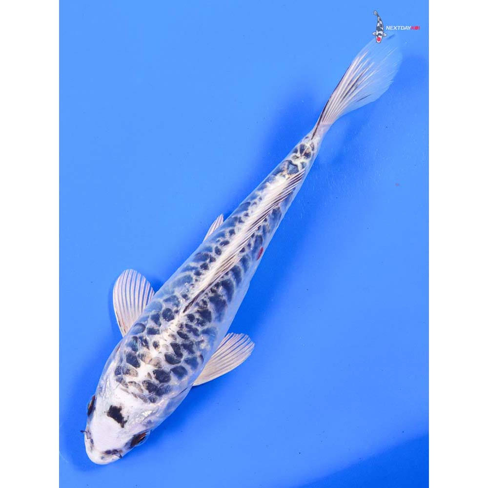 9” Imported Armor Scaled Gin Matsuba