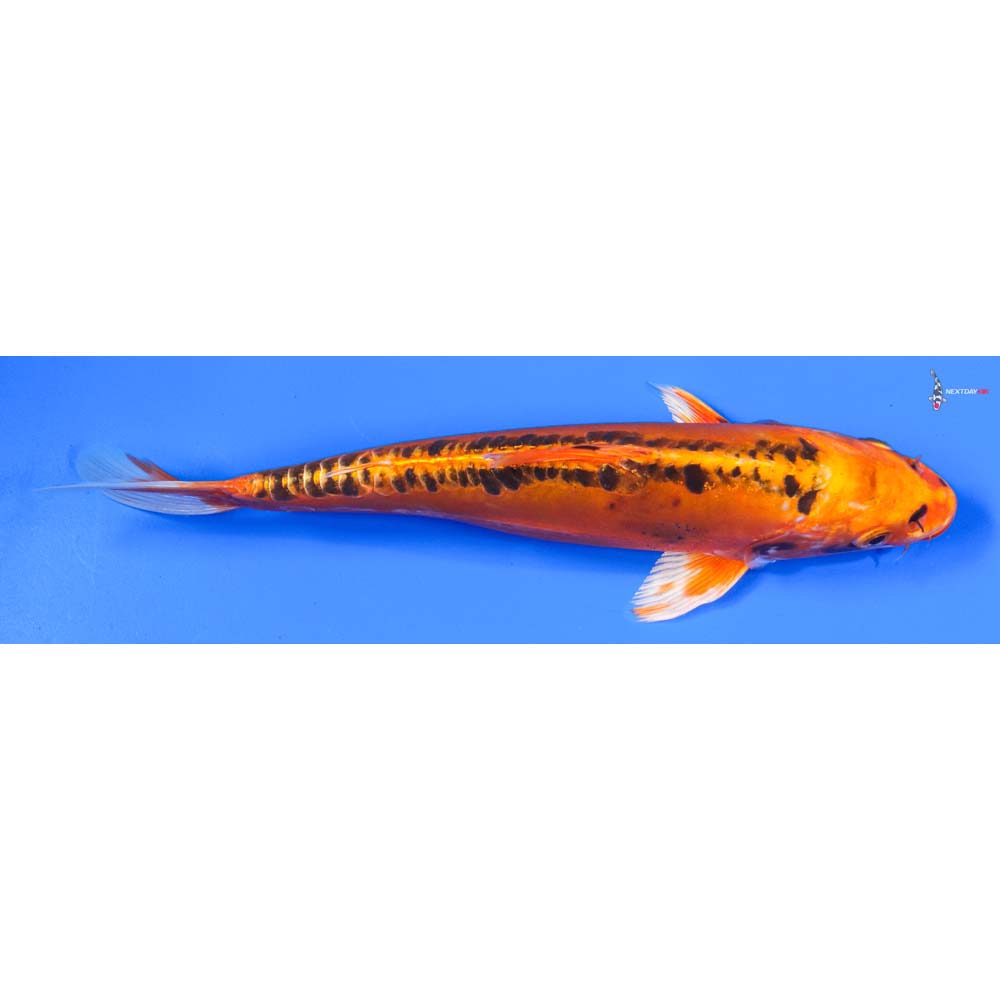 10” Imported Doitsu Orenji Matsuba