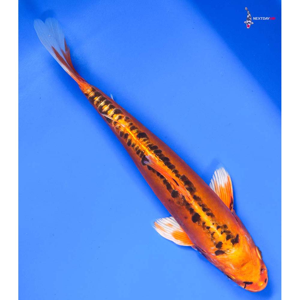 10” Imported Doitsu Orenji Matsuba