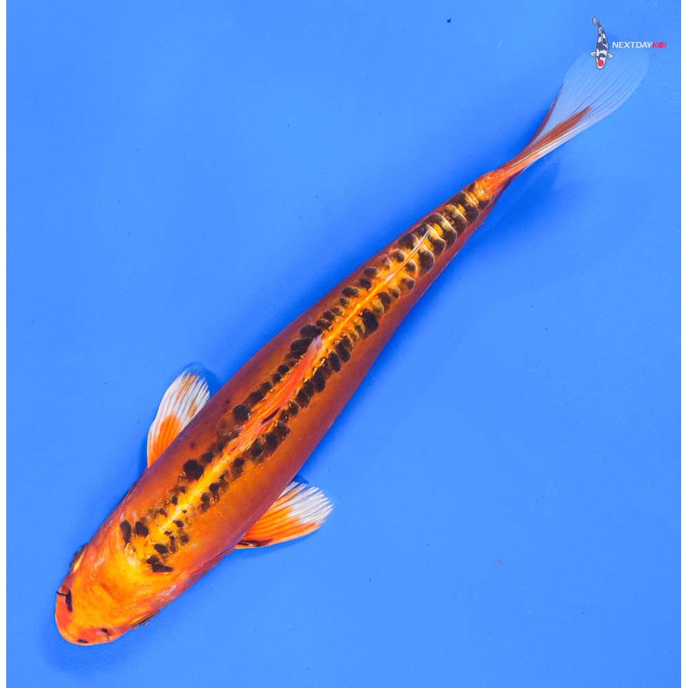 10” Imported Doitsu Orenji Matsuba