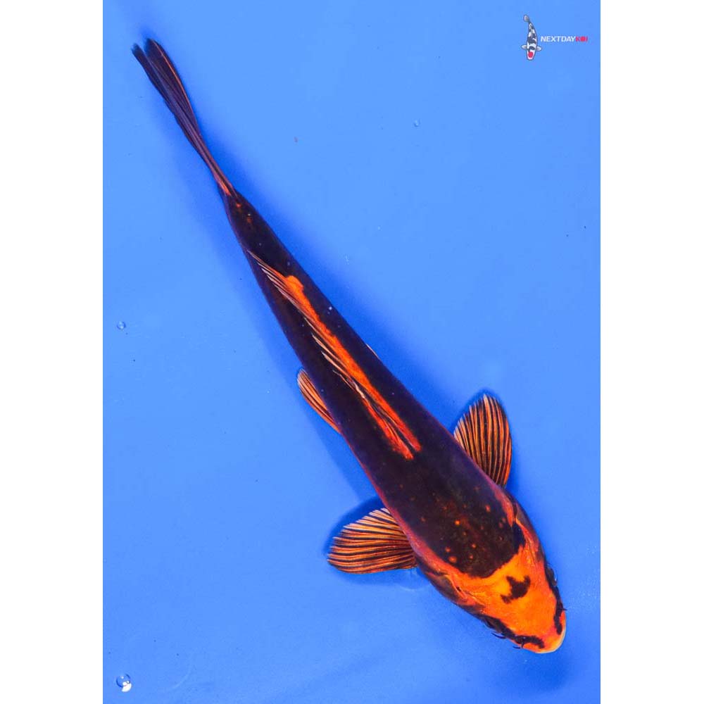 9” Imported Kin Kikokuryu