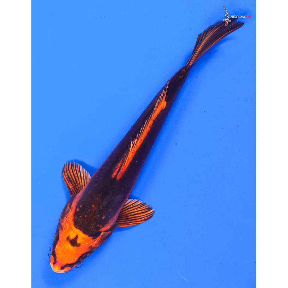 9” Imported Kin Kikokuryu