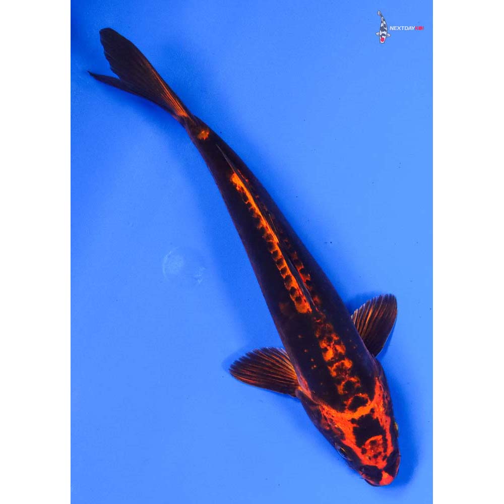 8.5” Imported Kin Kikokuryu