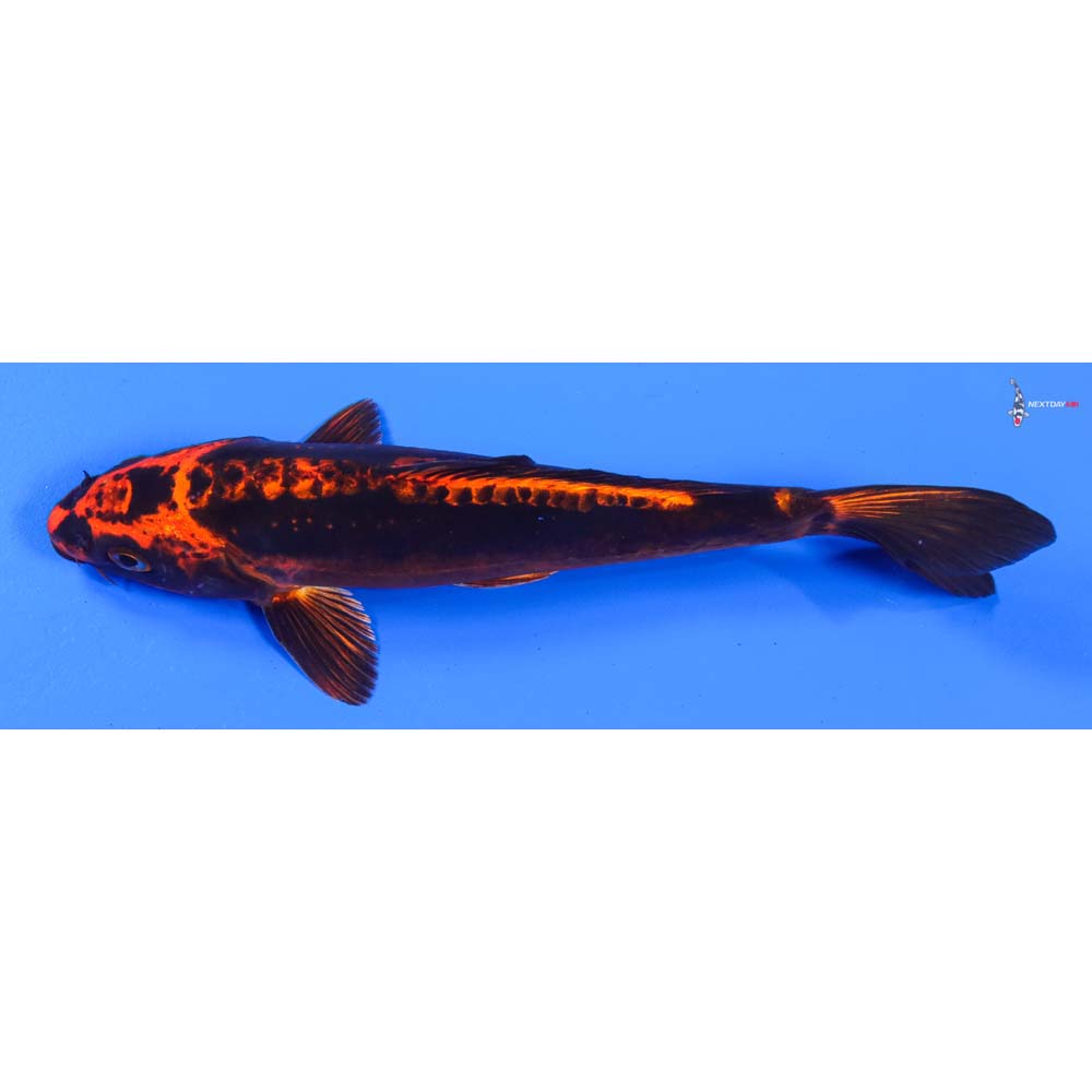 8.5” Imported Kin Kikokuryu