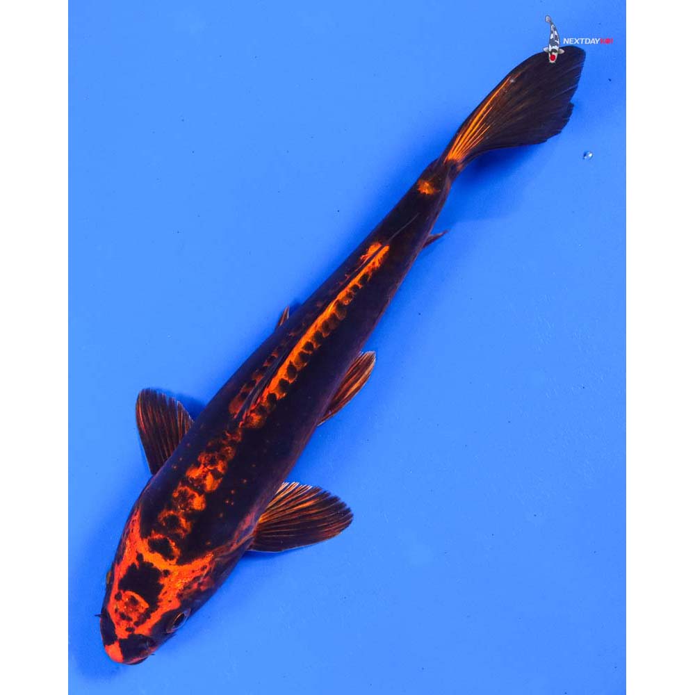 8.5” Imported Kin Kikokuryu