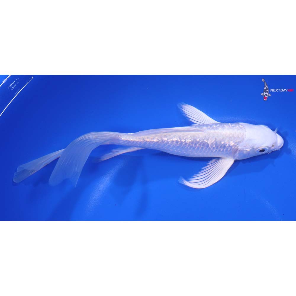 7” Imported Gin Rin Platinum Ogon Butterfly Koi