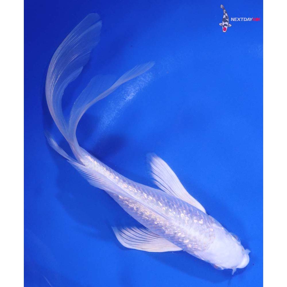 7” Imported Gin Rin Platinum Ogon Butterfly Koi
