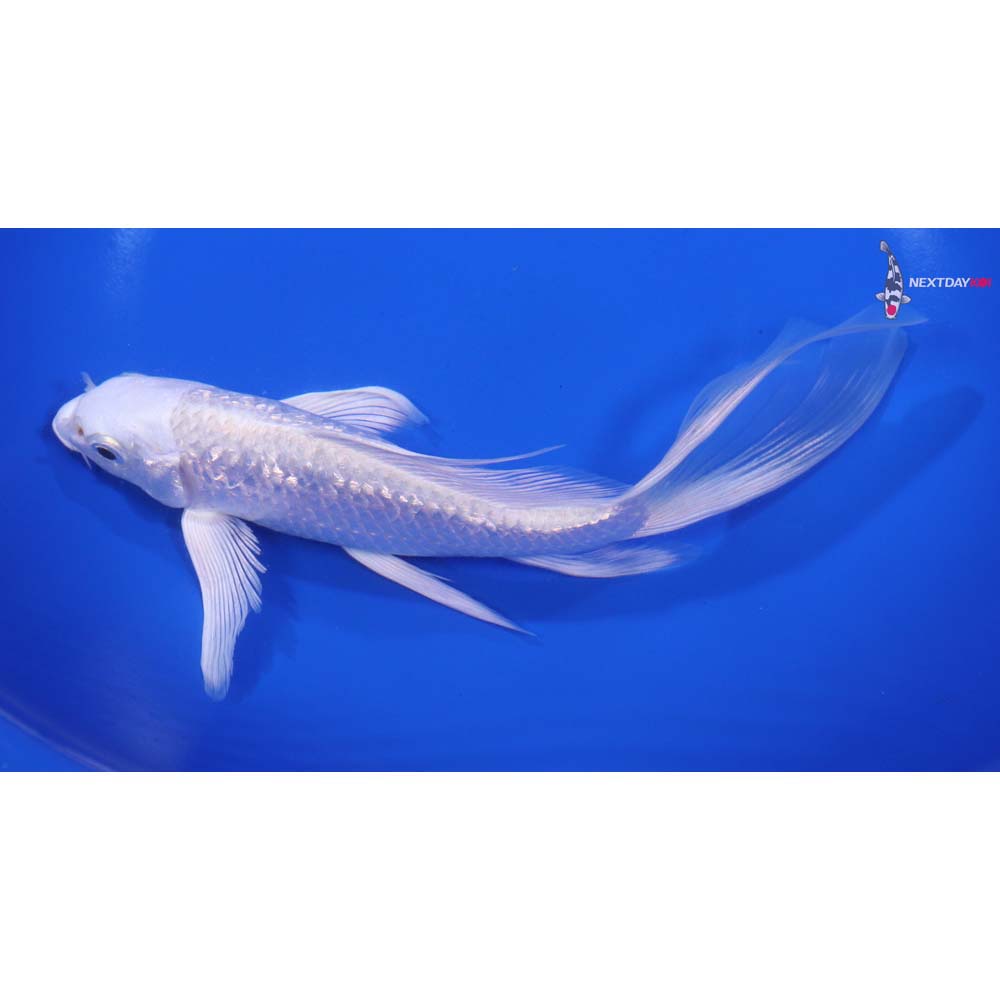 7” Imported Gin Rin Platinum Ogon Butterfly Koi
