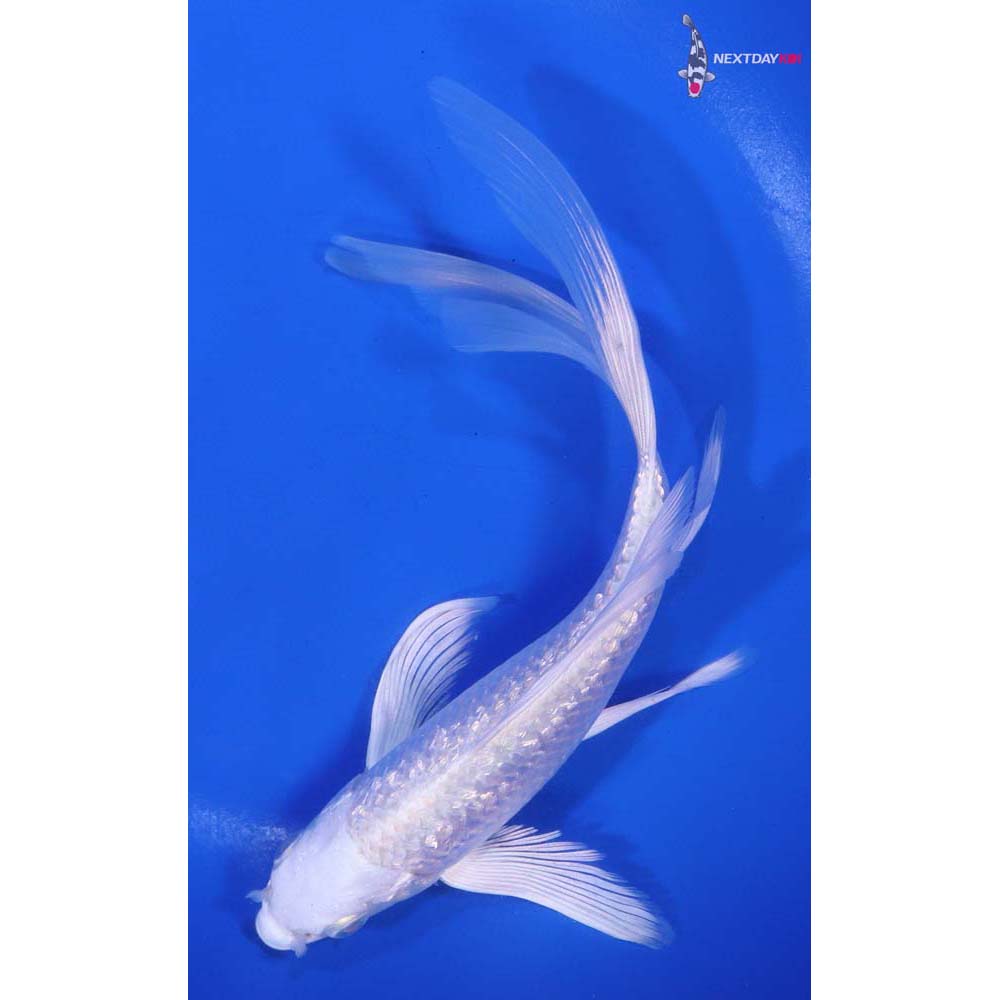 7” Imported Gin Rin Platinum Ogon Butterfly Koi