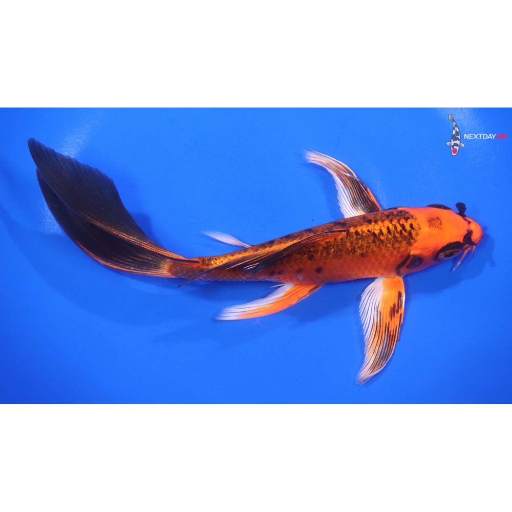 7” Imported Kin Aka Bekko Butterfly Koi