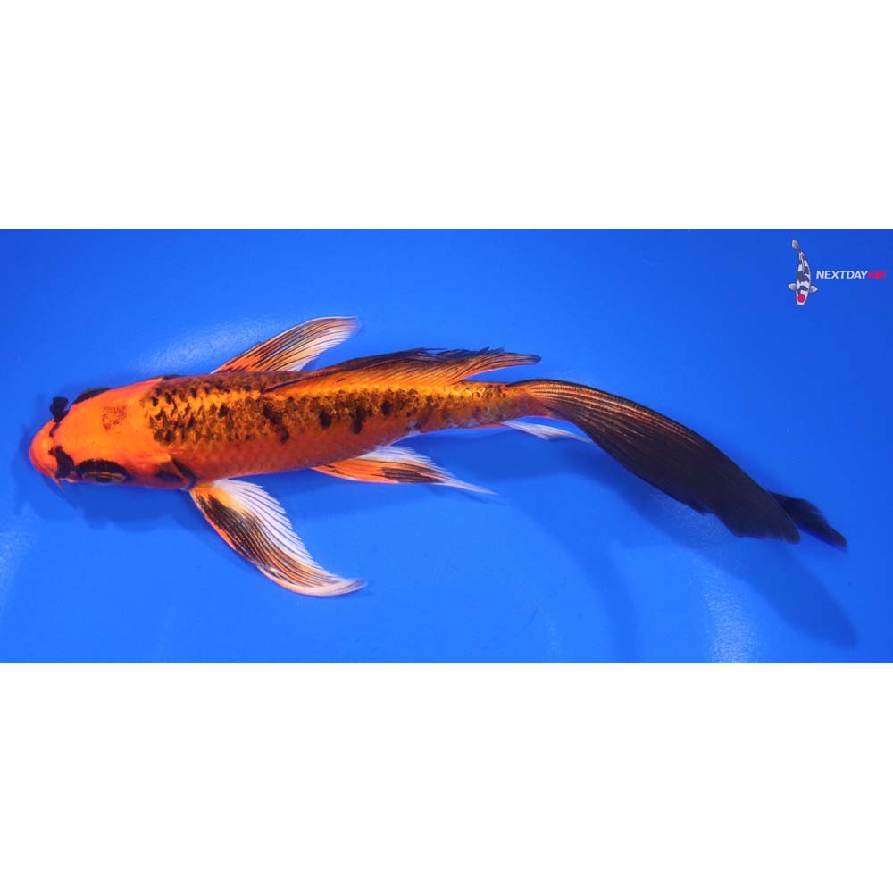 7” Imported Kin Aka Bekko Butterfly Koi