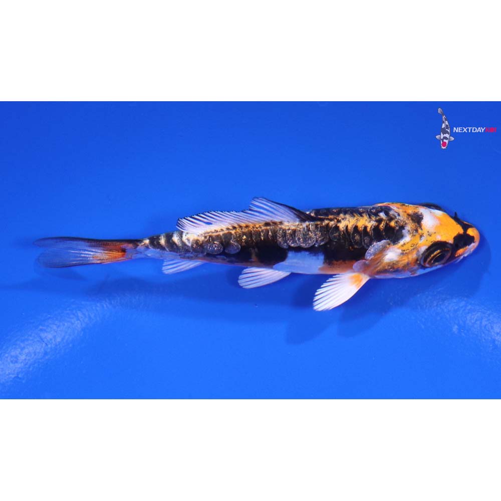 3” Imported Kin Kikokuryu